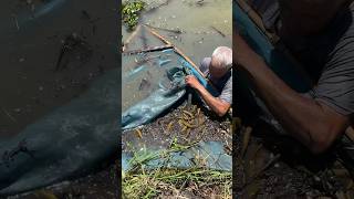 Trapping big eel fish with primitive survival skills [upl. by Stephan]