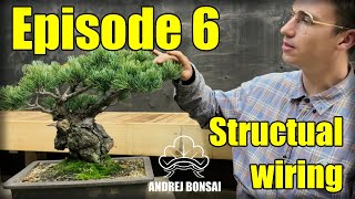 Field grown Japanese white pine bonsai first wiring [upl. by Einnel]