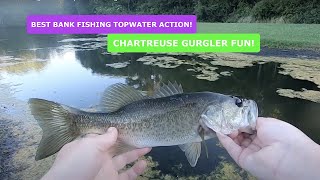 Chartreuse Gurgler Bass Topwater Fishing [upl. by Garin715]