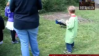 Peacock attack at Calgary Zoo [upl. by Chloe]