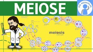 Meiose einfach erklärt  Zellteilung 2  Zellzyklus Ablauf Phasen amp Zusammenfassung [upl. by Notsecnirp]