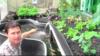 What is Aquaponics How it Works amp Why an Aquaponic Setup Can Fail [upl. by Eecyaj270]