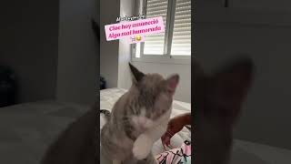 Cloe está mal humorada hoy viral mismascotas parati tiernos viral mascotasgraciosas shorts [upl. by Stroud]