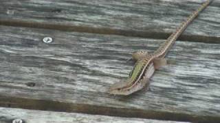 Dwarf Keeled Tegu Lizard in Barbados [upl. by Gisser846]