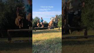 Chase me Charlie horse horsey horsefan dog agility fyp horsegirls horseenthusiast riding [upl. by Isus]