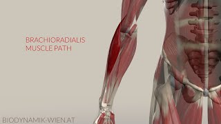 Brachioradialis Musclepath Origin Insertion 3D Animation [upl. by Leaw]