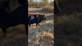 Elmer in the Hay brangus bull calf cow ranch shortsfeed cattle hay elmer danny shorts [upl. by Nnalyrehc969]