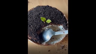 Tiramisú de Oreo  Postre Fácil y Espectacular 🤤 [upl. by Ythomit]