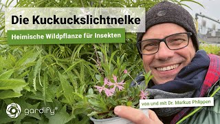 Die Kuckuckslichtnelke eine heimische Wildpflanze für Insekten  ideal für feuchte Standorte [upl. by Eldredge920]