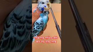 বাজিগার পাখির ঠোঁট কত বড় হয়ে গেছে birds baazigar pakhishortsYouTubeshorts [upl. by Ettigirb26]