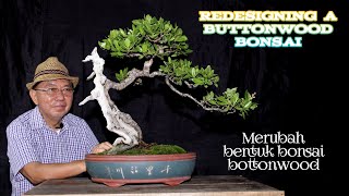 Redesigning a Buttonwood bonsaiMerubaah bentuk bonsai Buttonwood with Indonesian subtitle [upl. by Atiuqiram]