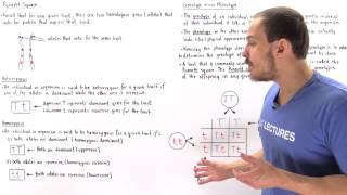 Genotypes Phenotypes and Punnett Square [upl. by Festa]