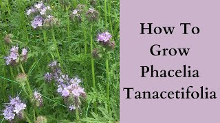 How To Grow Phacelia Tanacetifolia [upl. by Valdis220]