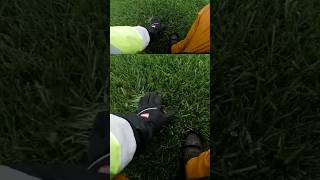 GCITurf Tall Fescue Seed 5 years after overseeding lawn lawncare lawnlife healthylawn [upl. by Aeuhsoj]