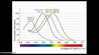 le fonctionnement des photorécepteurs de la rétine [upl. by Suivatra885]
