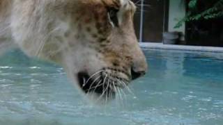 Liger Drinking SlowMotion [upl. by Ginsburg]