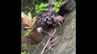 mongoose vs cobra real fight in the backyard [upl. by Aztiram]