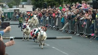 Moffat Sheep Races 2016 [upl. by Anirual]