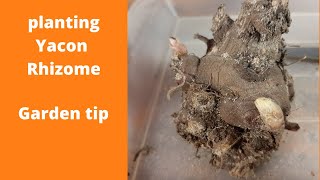 How to Plant a Yacon Rhizome  Garden Tip [upl. by Chapin753]