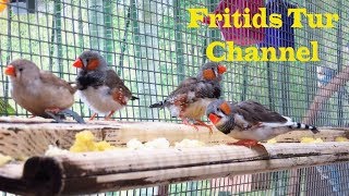 Amadina birds  Zebra finch sounds  Breeding in captivity [upl. by Akerue]