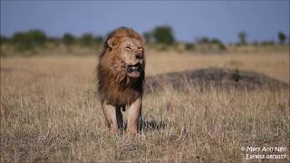 Earless one of the largest male lions a son of Notch or Caesar Maasai Mara [upl. by Kathlin]