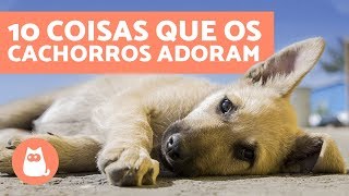 10 coisas que os cachorros adoram [upl. by Elyssa]