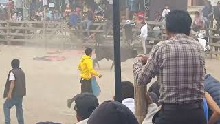 TOROS EN CALICANTO  PICAIHUA 2024 Parte 6 [upl. by Yrad]