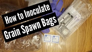 How to Inoculate Grain Spawn Bags [upl. by Aicac]