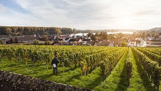 Explore Wines of Germany Rheinhessen [upl. by Merceer]