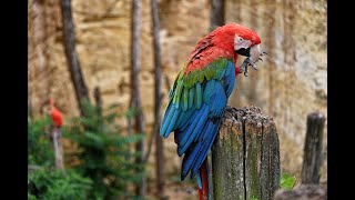 Le bioparc de Doué la Fontaine 4K  Région Centre val de Loire  France [upl. by Akiner]