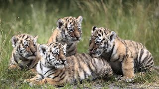 Kleine AmurTiger bezaubern die TierparkBesucher [upl. by Nosiram]