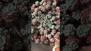 Sedum Dasyphyllum succulent plants garden shots cactus [upl. by Seppala]