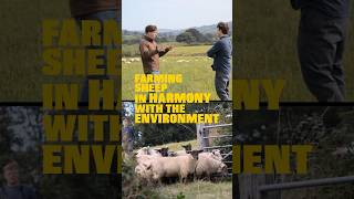 Farming Sheep In Harmony With The Environment 🐑 regenerativefarming [upl. by Ahseena68]