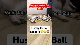 My husky needs your HELP 🥲🥎🚨 husky funnydog shorts [upl. by Amil]