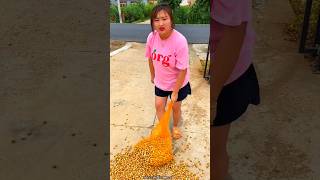 Amazing Fresh Hazelnut 🌰🌰  Satisfying Dry Fruit with Rural Farmer shorts fruit youtubeshorts [upl. by Ayhtak]