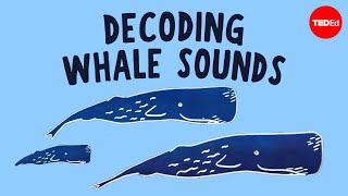 How does whale communication work  David Gruber and Shane Gero [upl. by Schwab516]