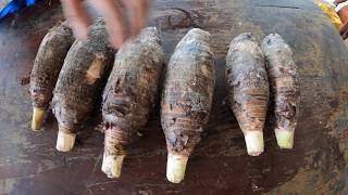 How to Germinate Taro Root Tip [upl. by Jaworski977]