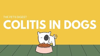 Colitis in Dogs What is colitis in dogs  How to treat colitis in dogs  How to diagnose colitis [upl. by Tterb]