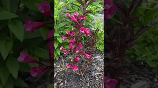 Dwarf Weigela “Burgundy Baby” In Blooms May 122024 [upl. by Bannister204]