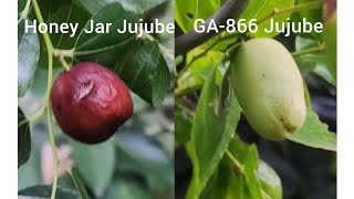 Taste Testing a Honey Jar Jujube vs GA866 Jujube Winner 🏆 is [upl. by Nnaeiluj656]