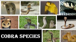 Cobra Species  All Cobra Snake Species Of The World [upl. by Smitty]