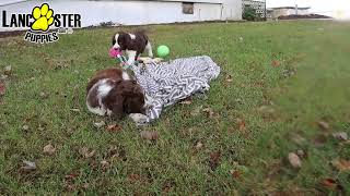 Playful English Springer Spaniel Puppies [upl. by Abisia126]