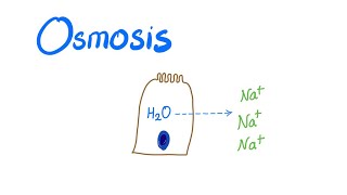 Osmosis Osmotic pressure and Osmolality [upl. by Lrig406]