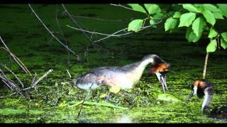 Great Crested Grebe Podiceps cristatus nesting  Haubentaucher nistet 6 [upl. by Armando]