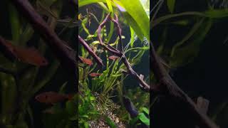 Adding cool black neon tetras aquarium fyp [upl. by Icaj]