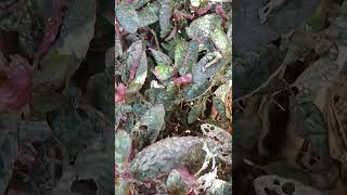 Hamigrgphis aiternataStrobilanthes alternata nature relaxingsound shortvideo ❤️😌😌 [upl. by Ocimad]