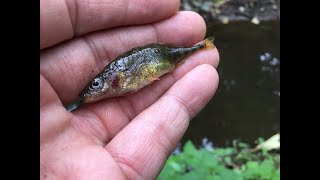 More ThreeSpined Stickleback Fishing On A Tiny Brook  Thoughts On The Importance Of Watercraft [upl. by Merlina]