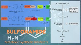 Sulfonamide I Antimetabolites I Sulfa Drugs [upl. by Ellenyl899]