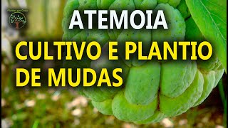 Atemoia Cultivo e Produção de Mudas por Semente no Cati de São Bento do Sapucaí [upl. by Hgielram]