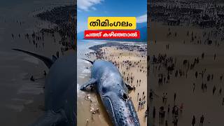 നീല തിമിംഗലം ചത്ത്‌ കഴിഞ്ഞാൽ bluewhalefacts malayalam shorts [upl. by Wivina984]